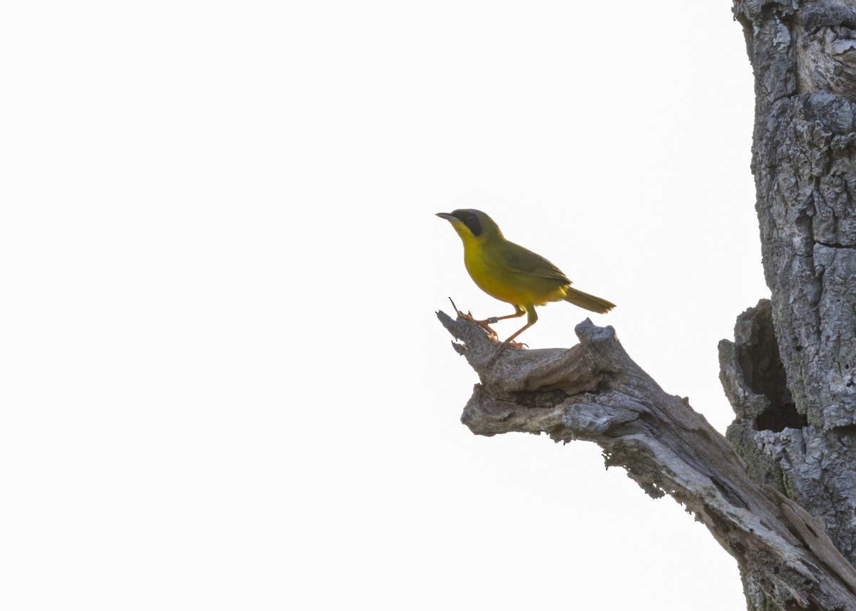 Masked Yellowthroat - ML628183012