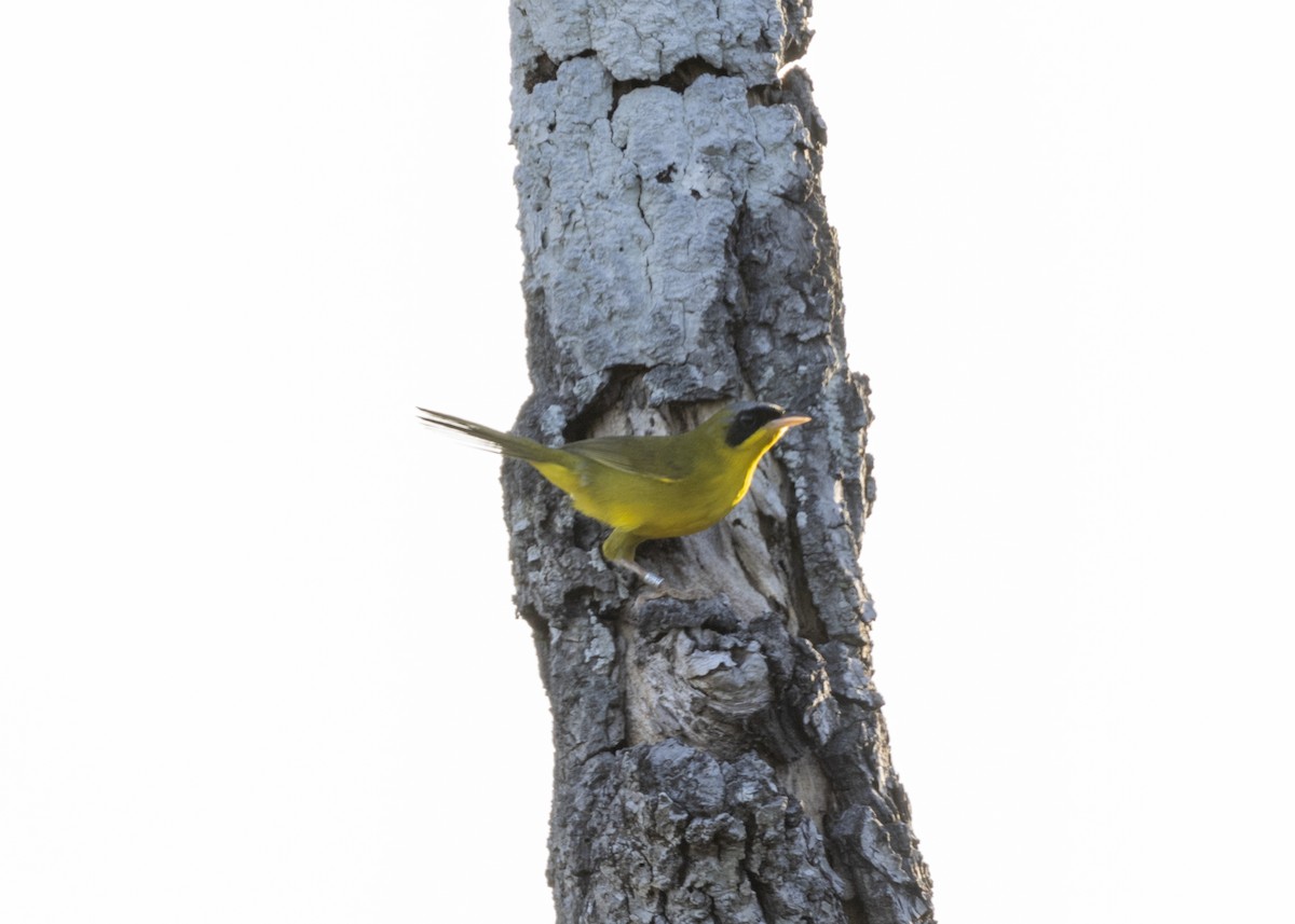 Masked Yellowthroat - ML628183014