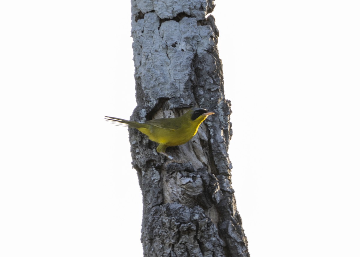 Masked Yellowthroat - ML628183015