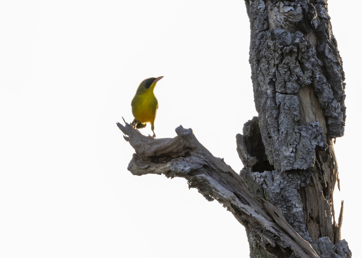 Masked Yellowthroat - ML628183016