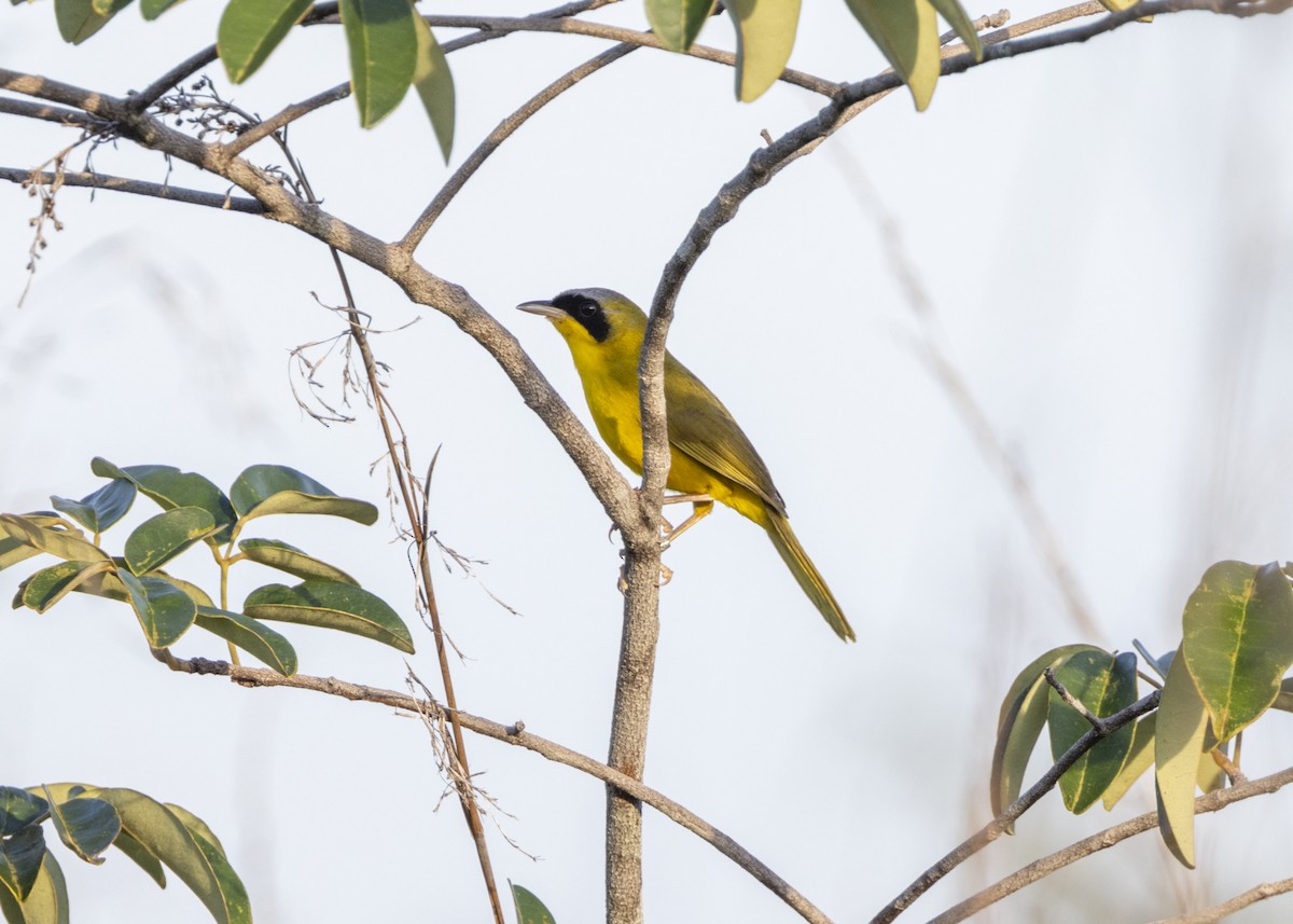 Masked Yellowthroat - ML628183017