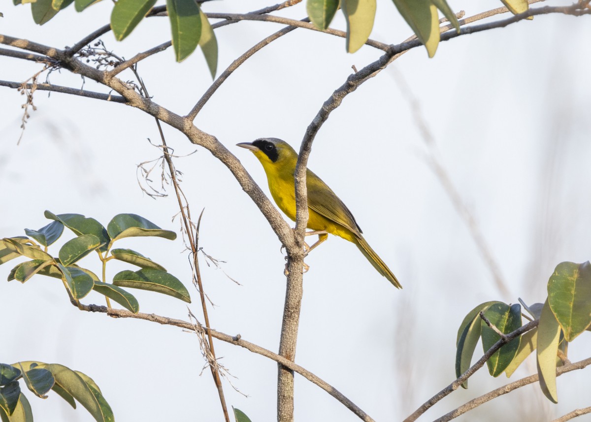 Masked Yellowthroat - ML628183018