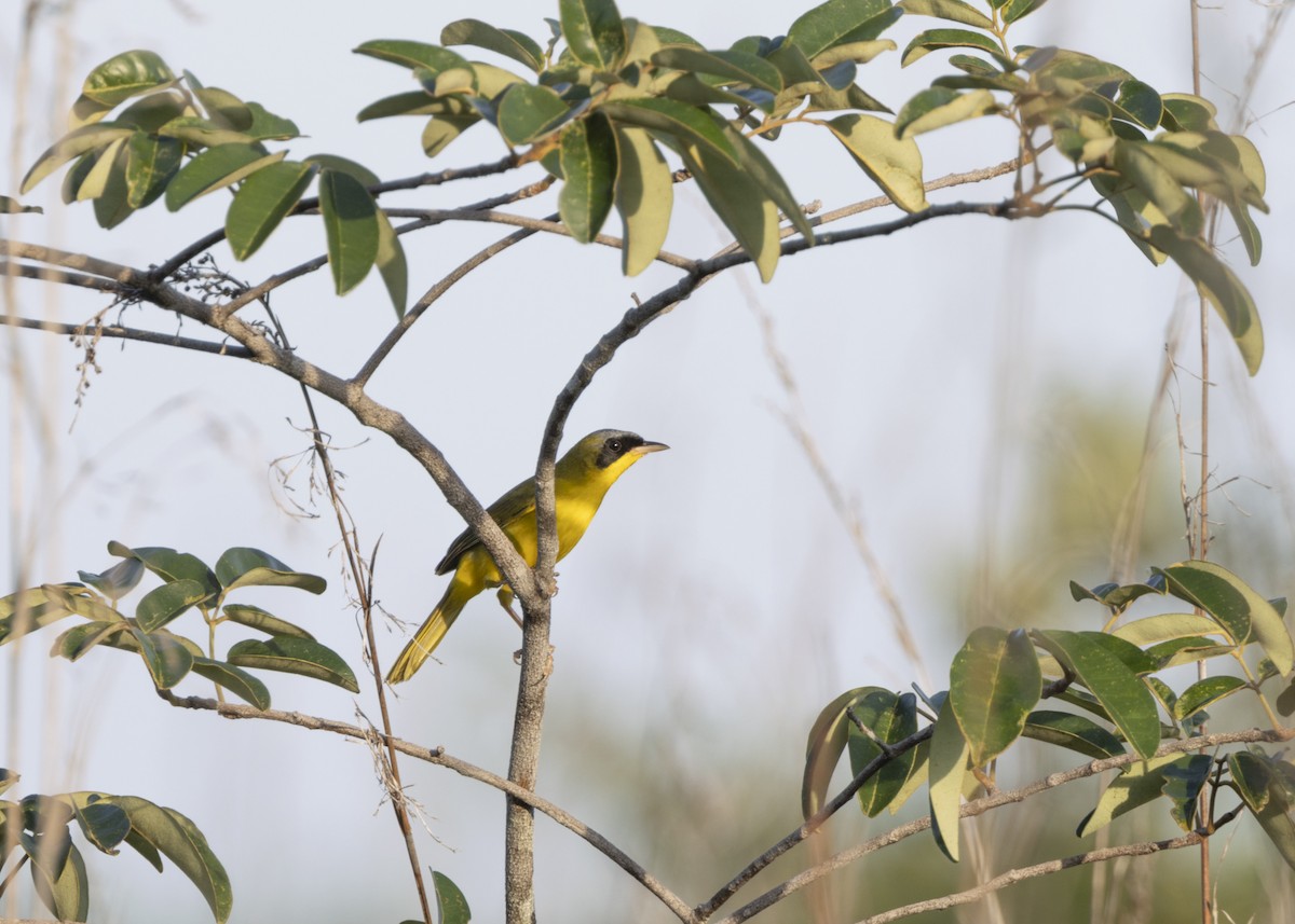 Masked Yellowthroat - ML628183019