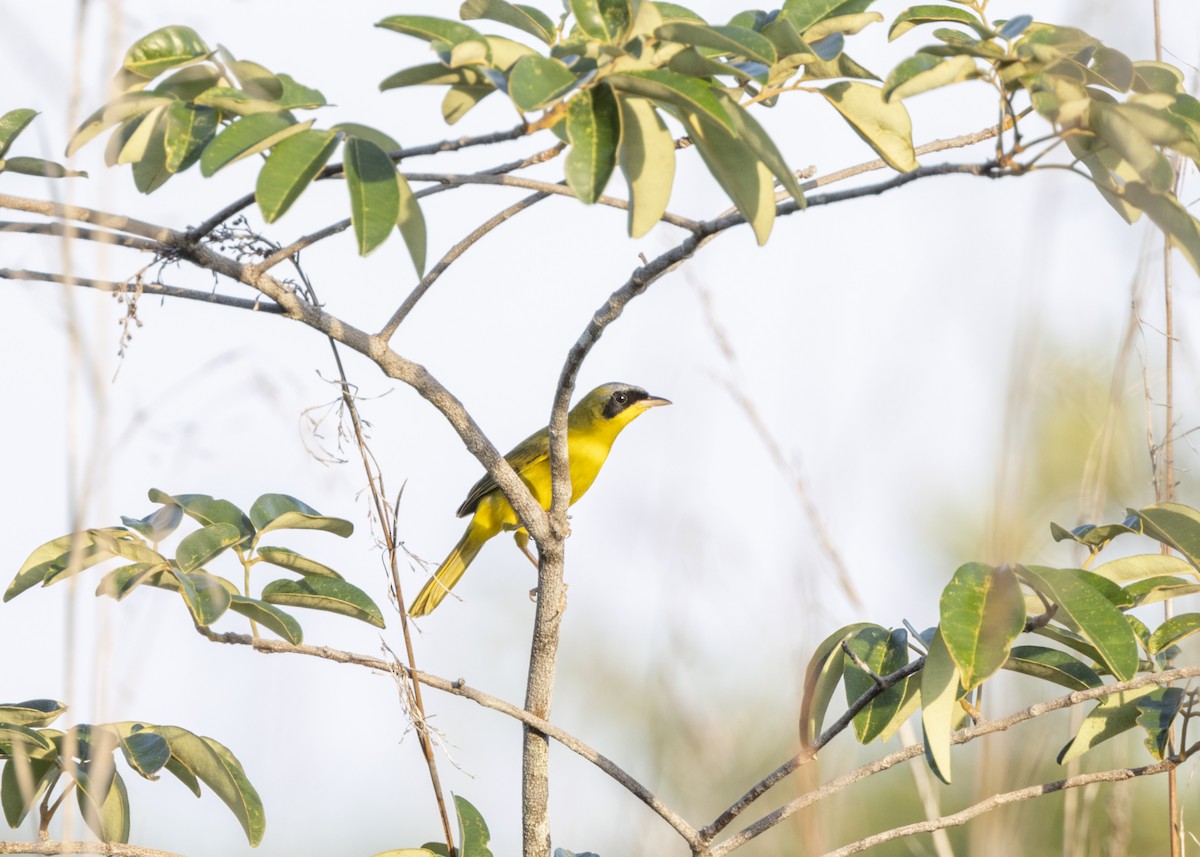 Masked Yellowthroat - ML628183020