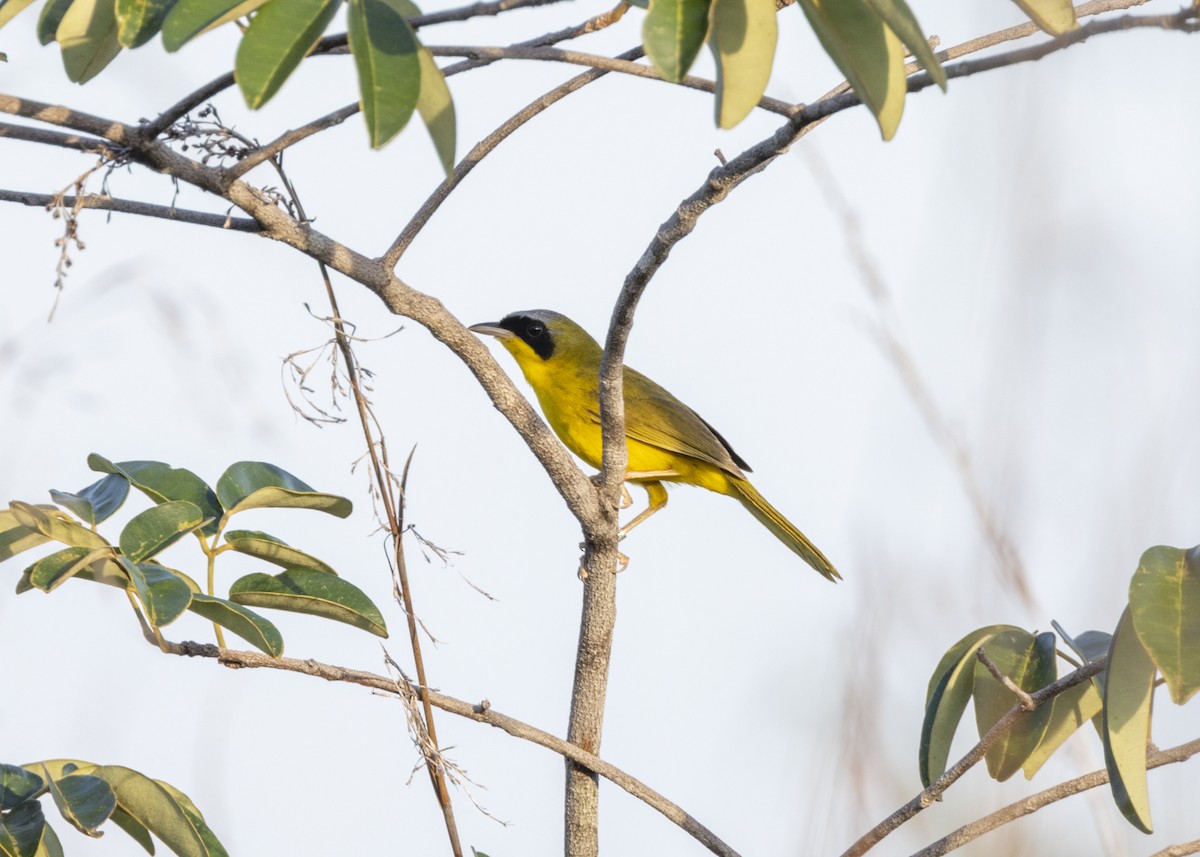 Masked Yellowthroat - ML628183021