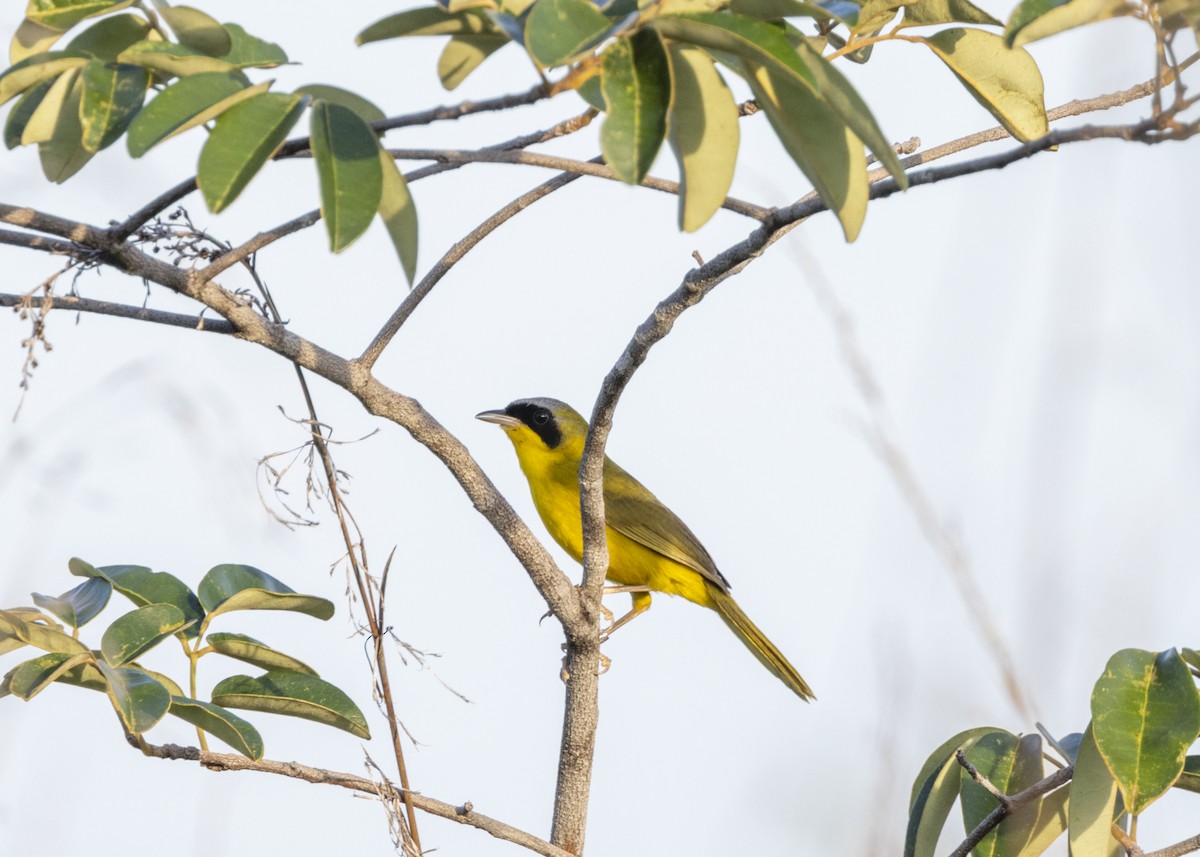 Masked Yellowthroat - ML628183022