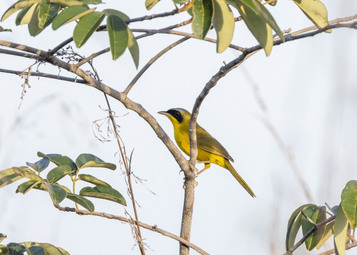 Masked Yellowthroat - ML628183023