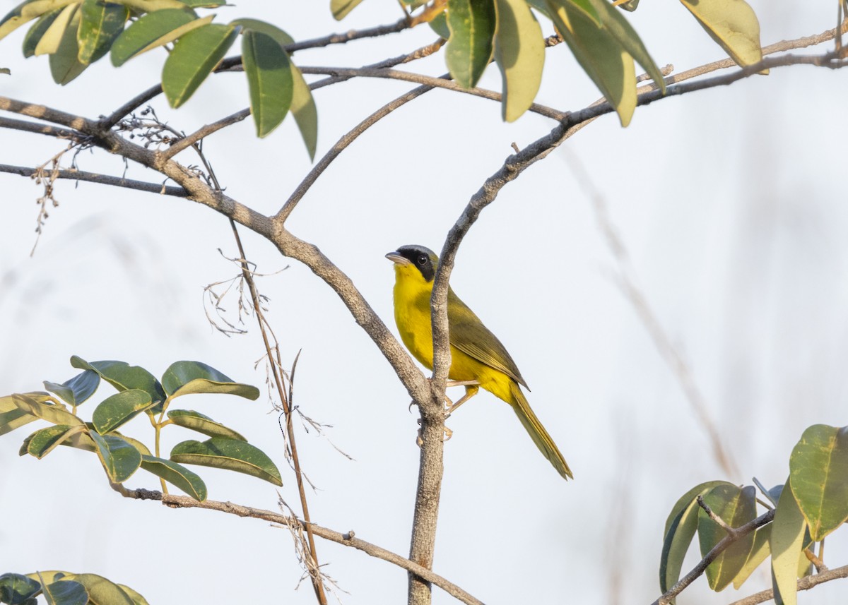 Masked Yellowthroat - ML628183024