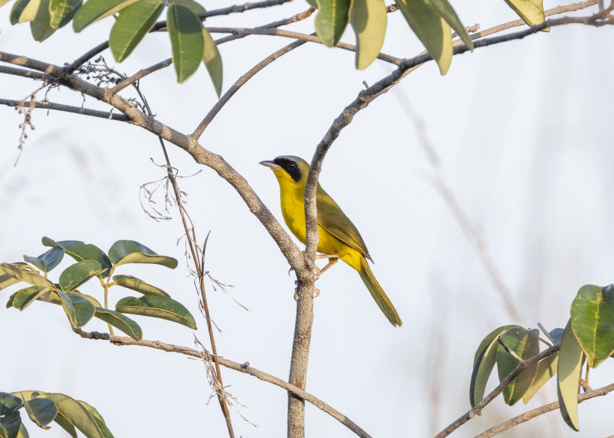 Masked Yellowthroat - ML628183025