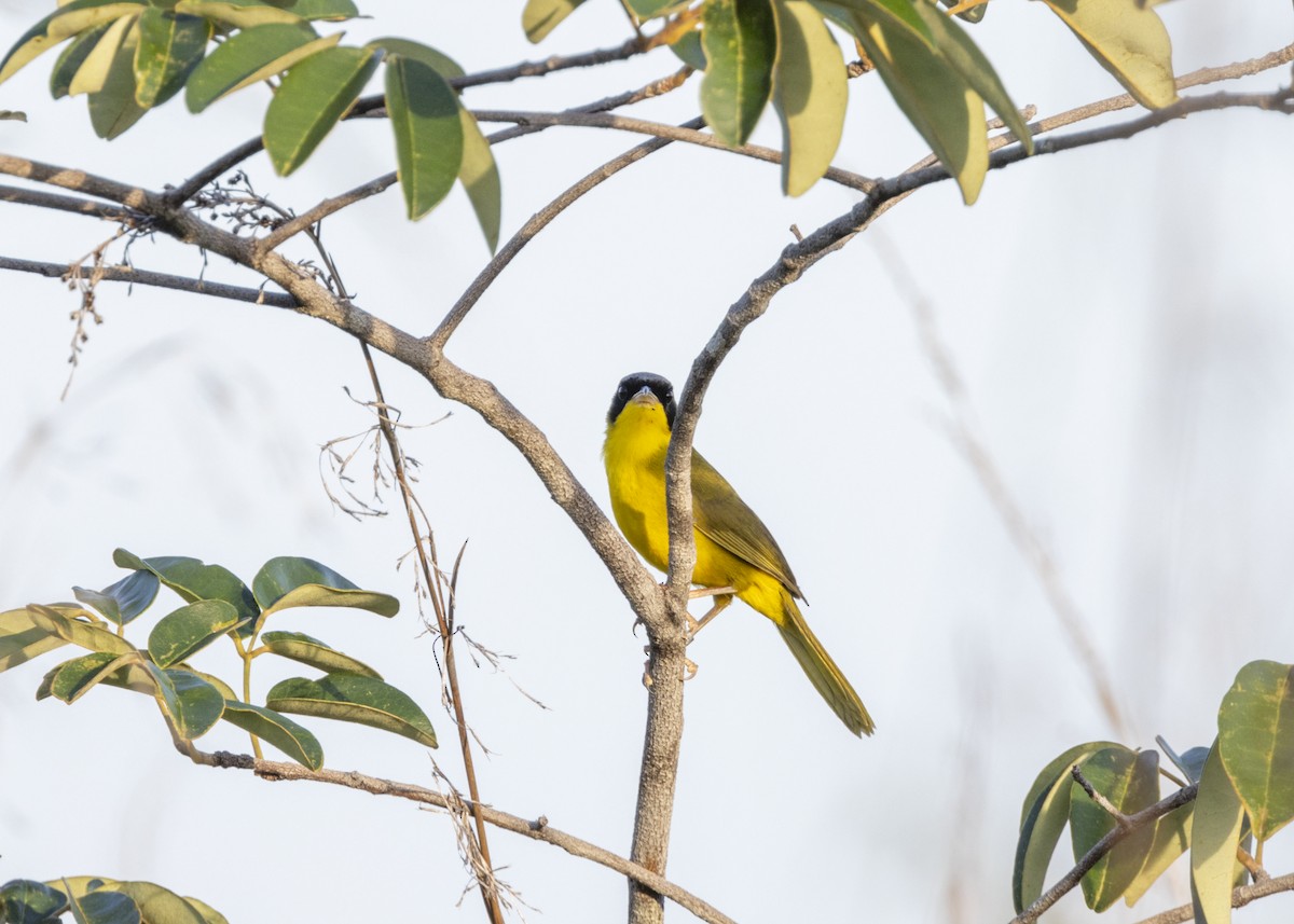 Masked Yellowthroat - ML628183026