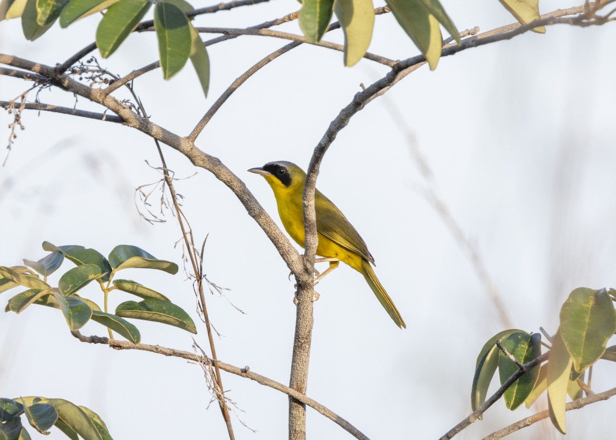 Masked Yellowthroat - ML628183027