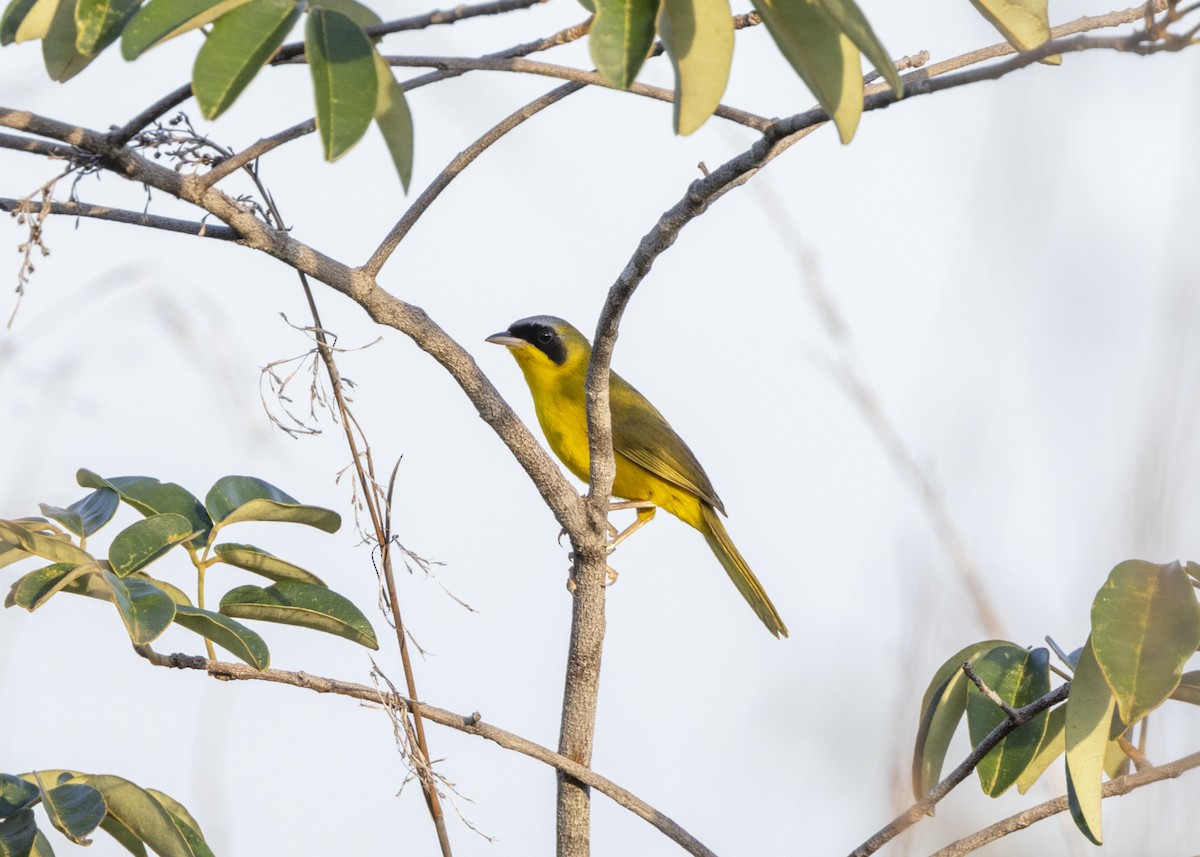 Masked Yellowthroat - ML628183028