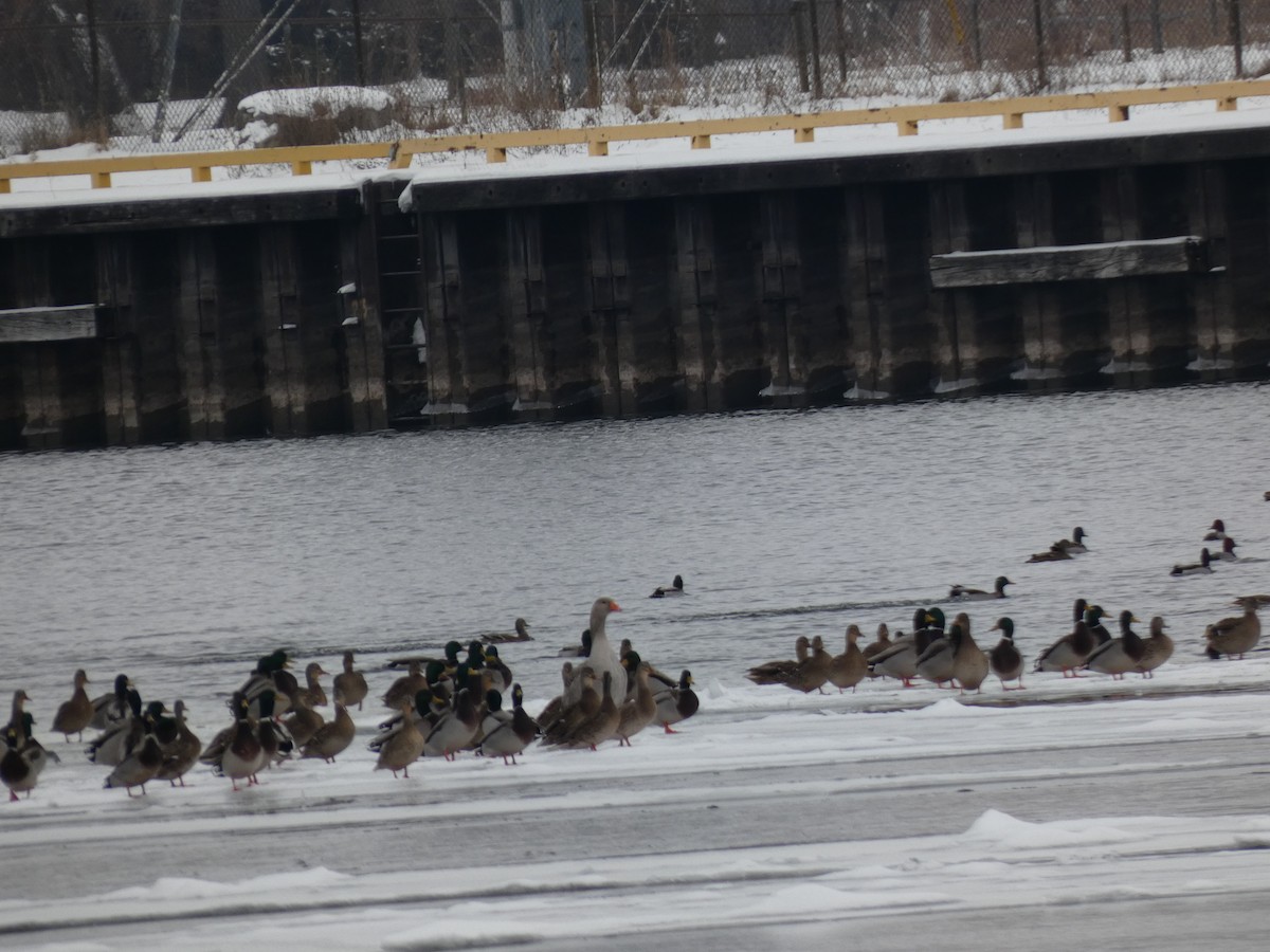 Graylag Goose (Domestic type) - ML628183101