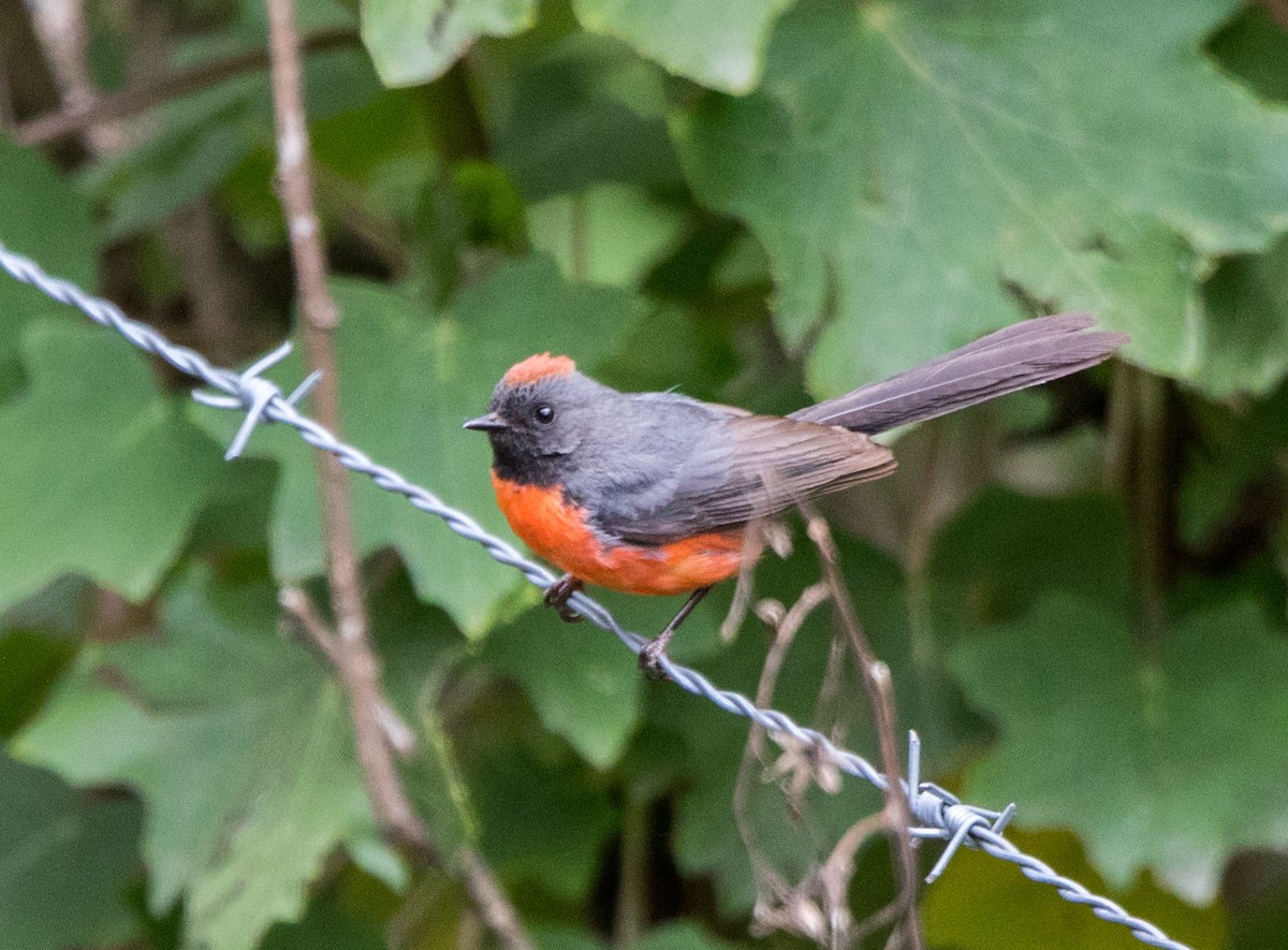 Slate-throated Redstart - ML62818321