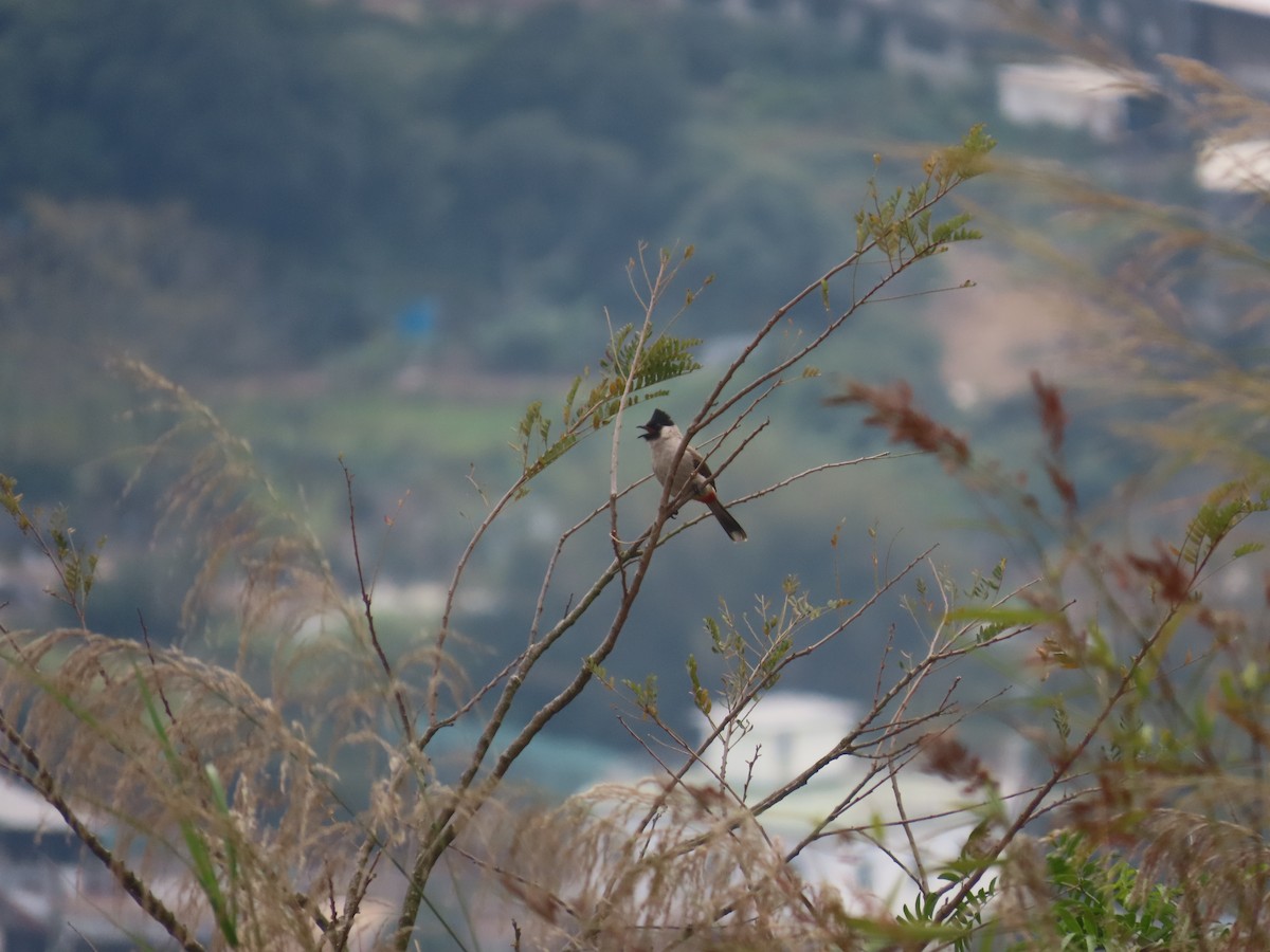 Bulbul Ventridorado - ML628183250