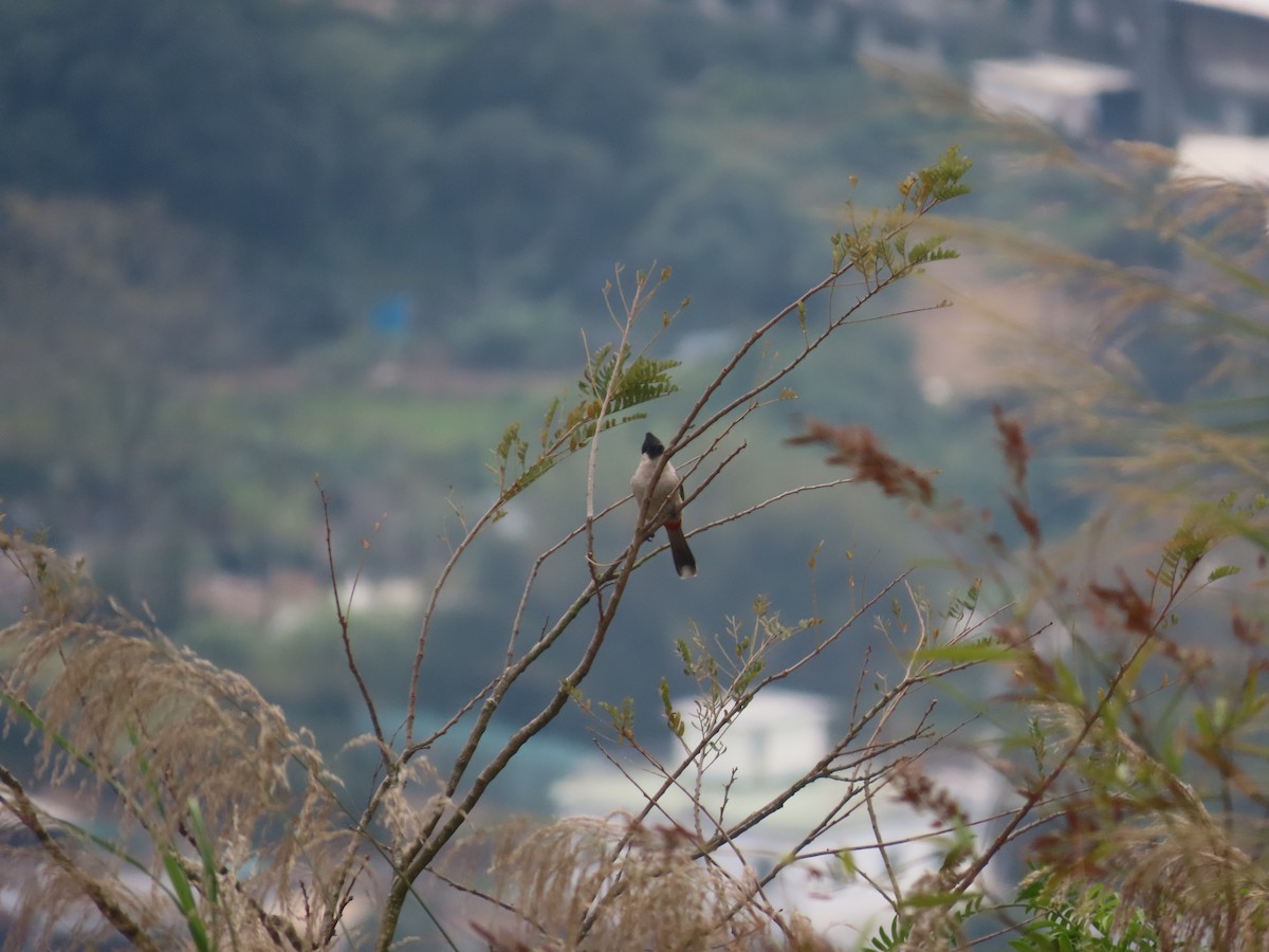 Bulbul Ventridorado - ML628183251