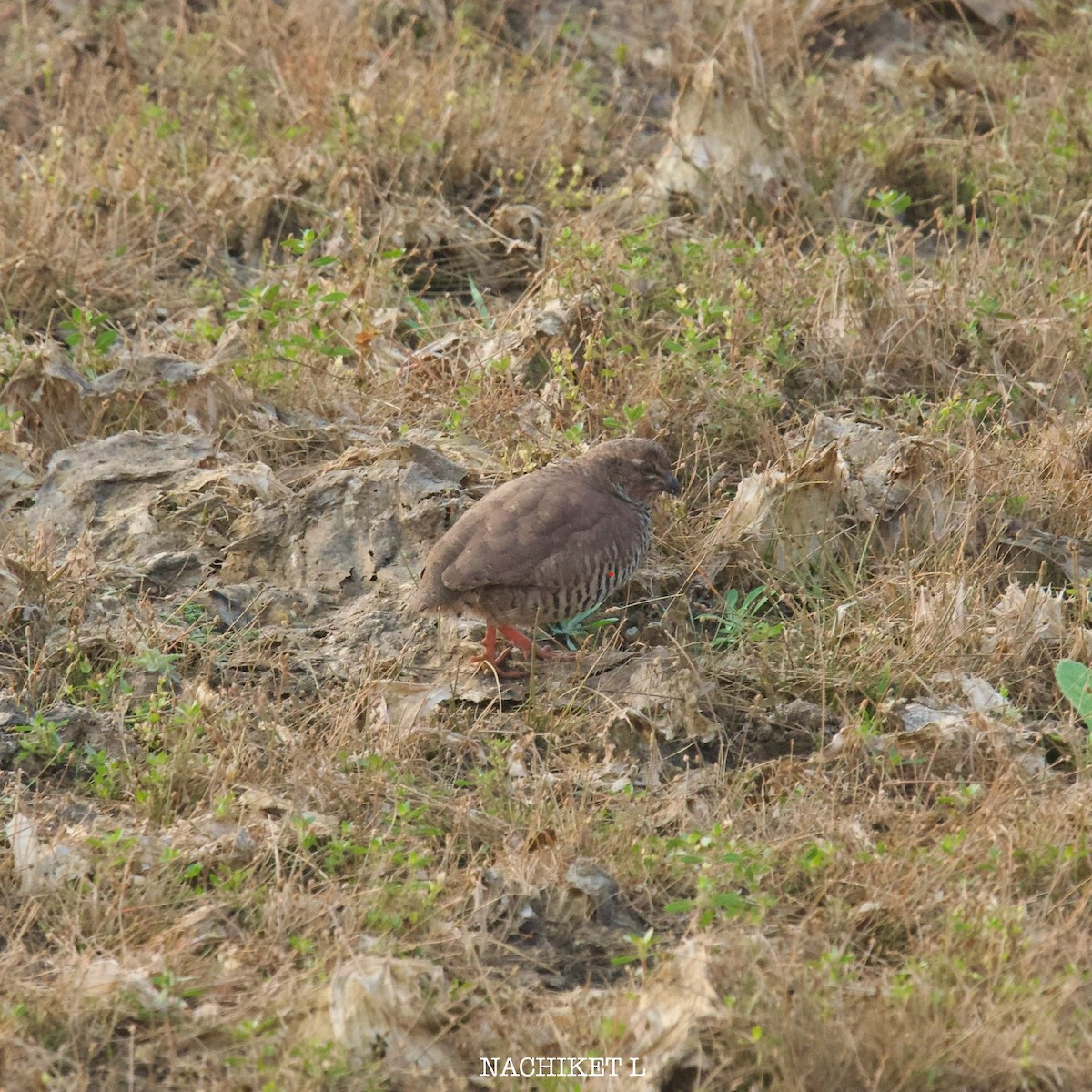 Perdicilla Argundá - ML628183424