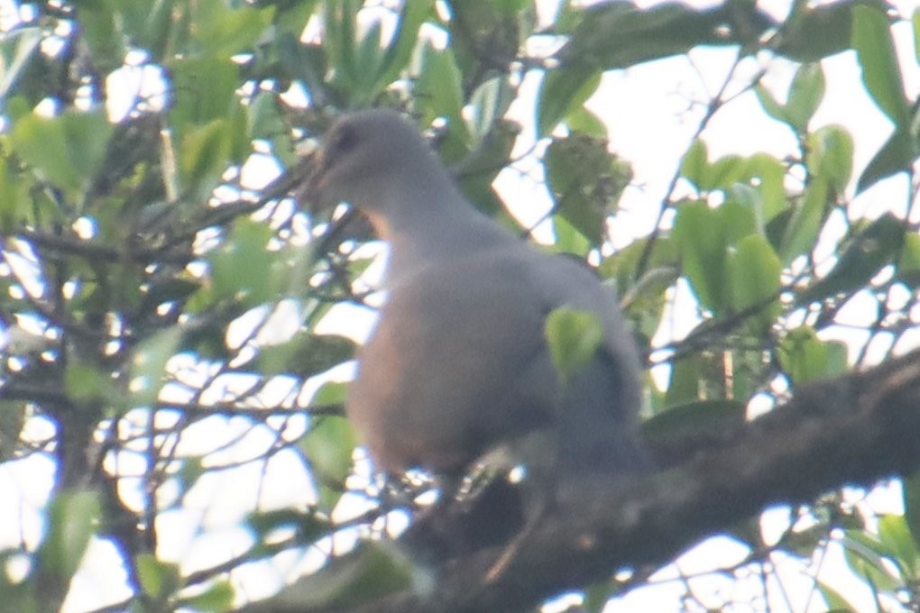 Malabar Imperial-Pigeon - ML628183459