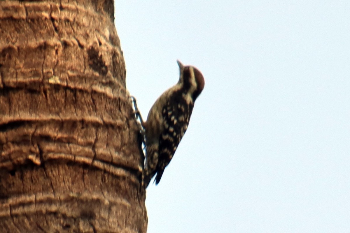 Brown-capped Pygmy Woodpecker - ML628183627