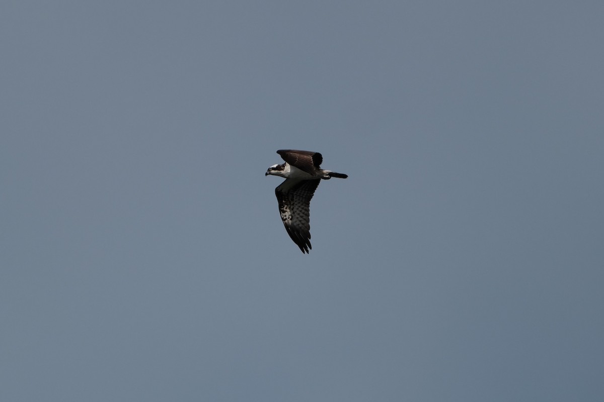 Osprey - ML628183781