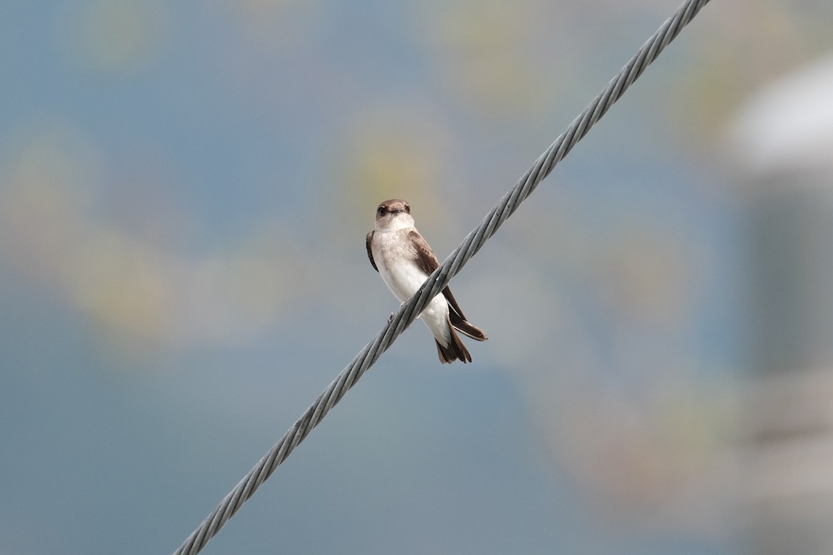 Gray-throated Martin - ML628183787
