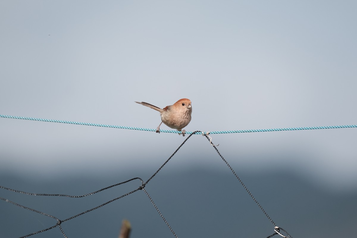 Vinous-throated Parrotbill - ML628183803