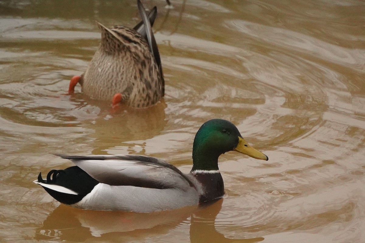 Зэрлэг нугас - ML628183807