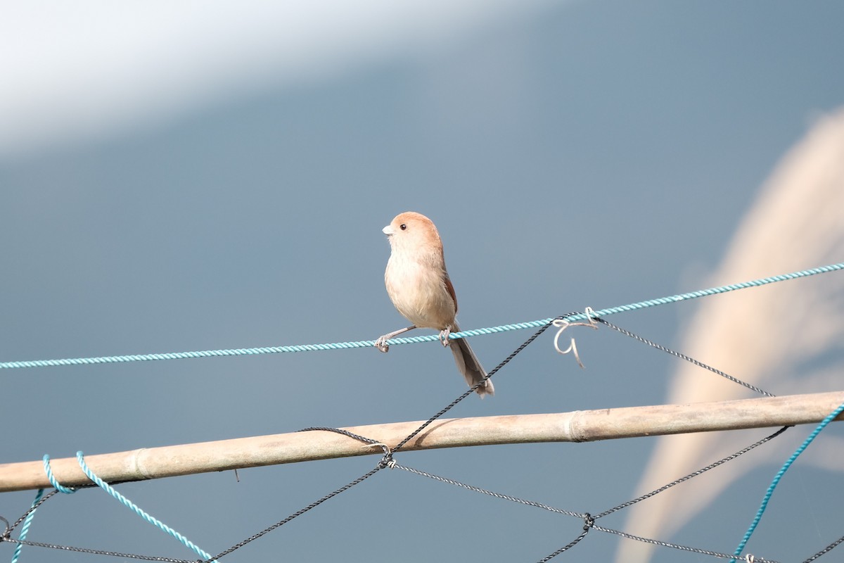 Vinous-throated Parrotbill - ML628183809