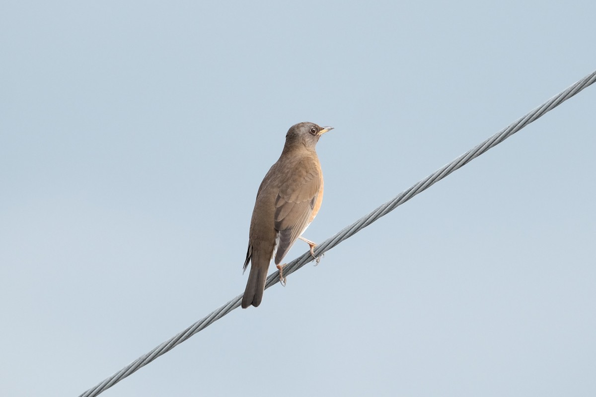 Brown-headed Thrush - ML628183813