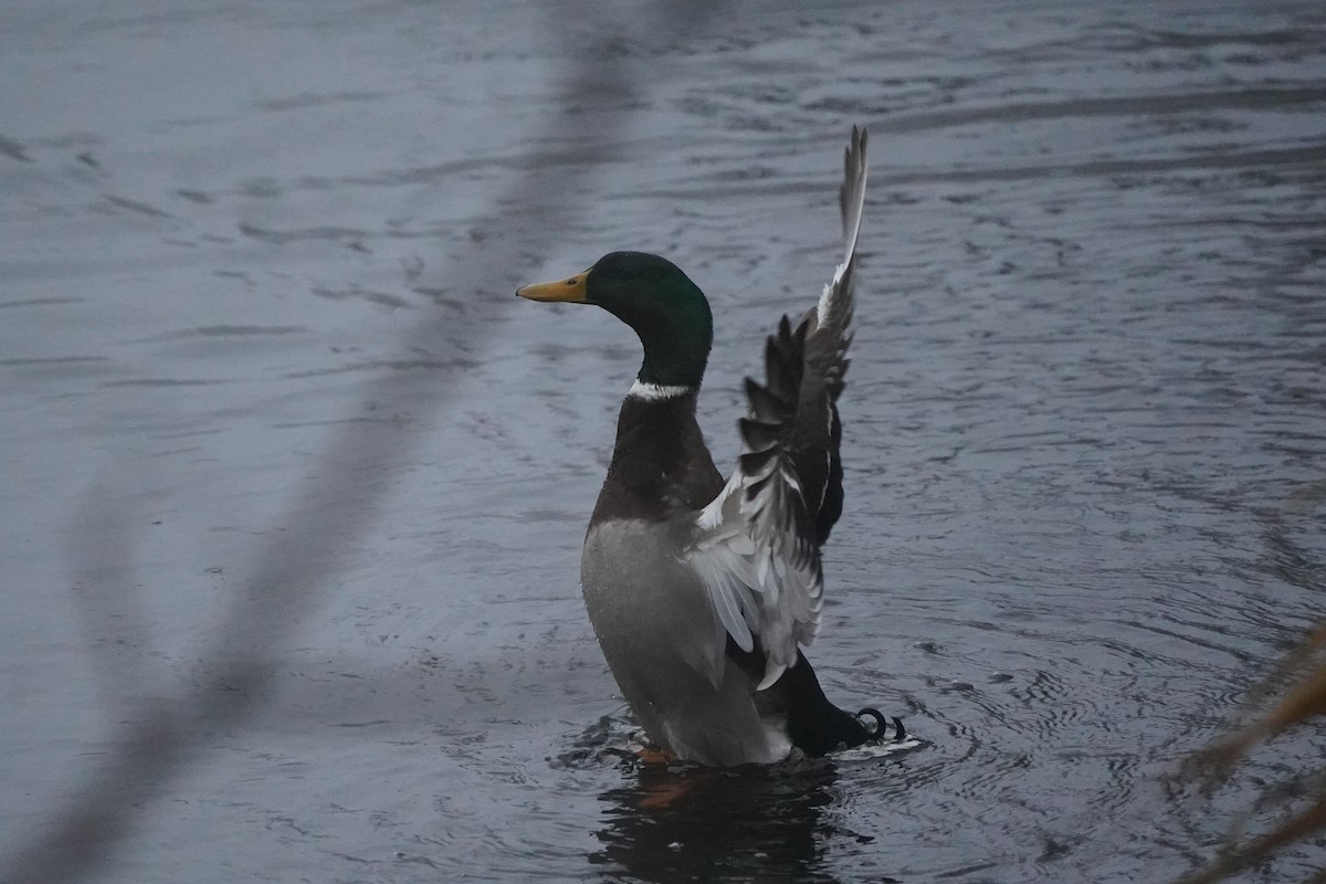 Зэрлэг нугас - ML628183814