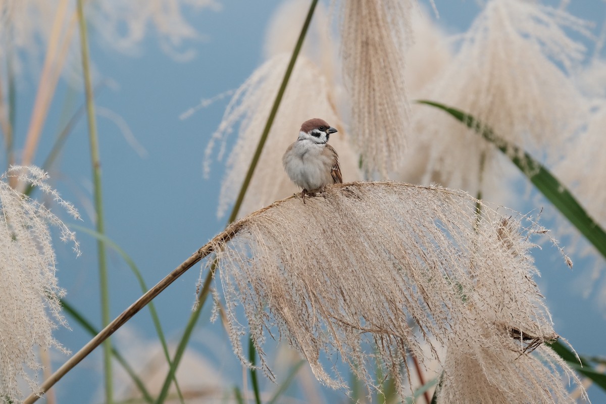 Eurasian Tree Sparrow - ML628183817