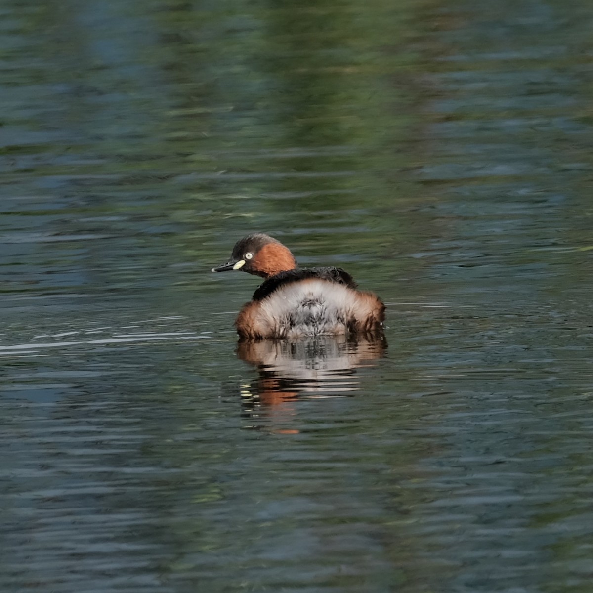 Little Grebe - ML628183825