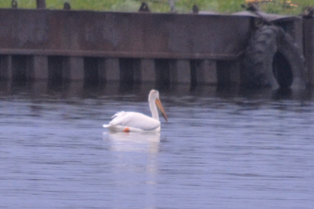 American White Pelican - ML628183911