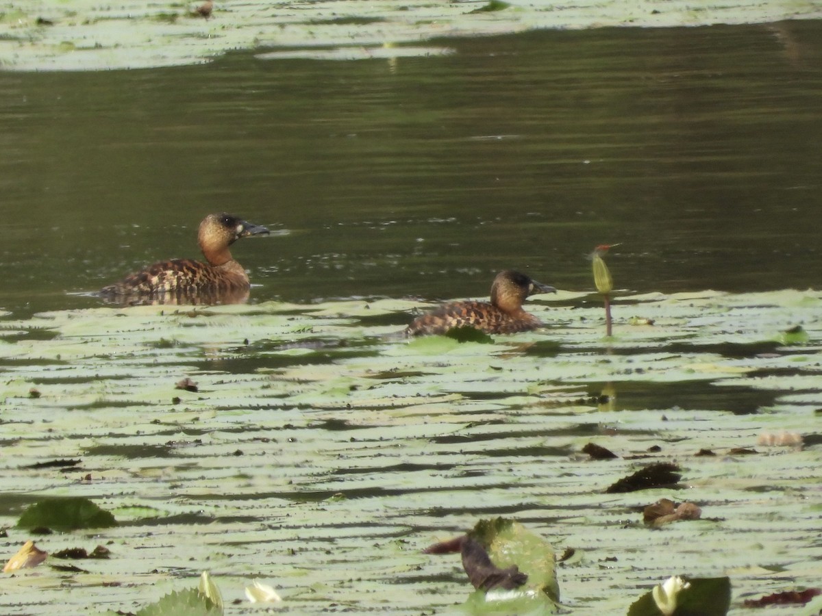 White-backed Duck - ML628183920