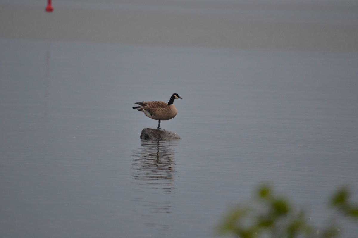 Canada Goose - ML628183943