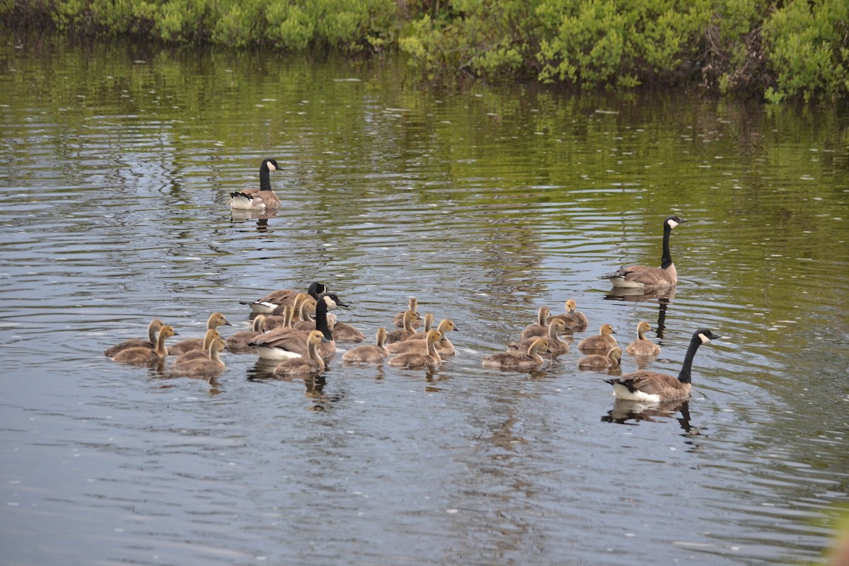 Canada Goose - ML628183944