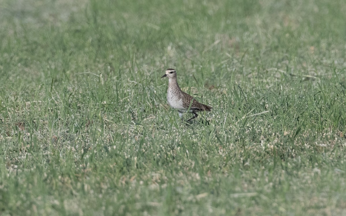 Sociable Lapwing - ML628183945