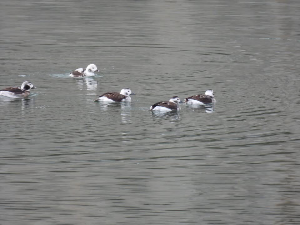 Long-tailed Duck - ML628184070