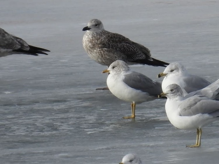 Short-billed Gull - ML628184085