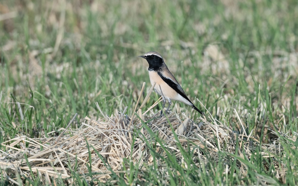 Desert Wheatear - ML628184120