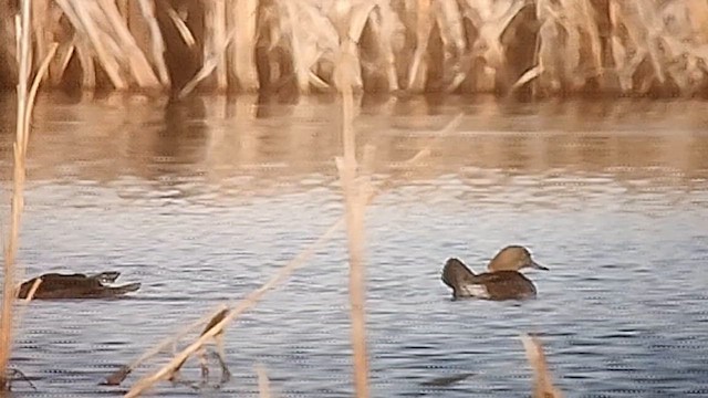 オウギアイサ - ML628184244