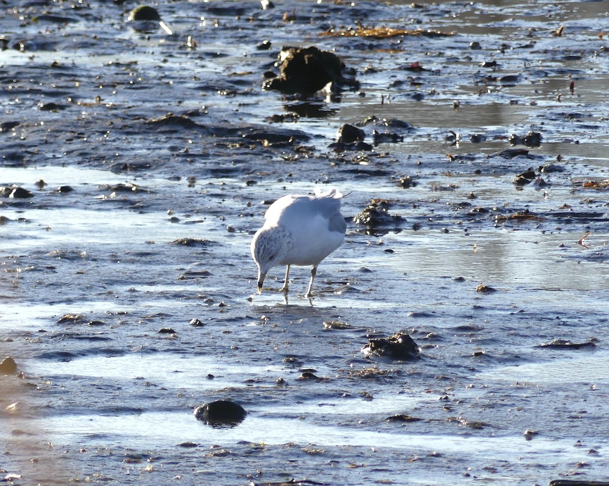 Ring-billed Gull - ML628184438