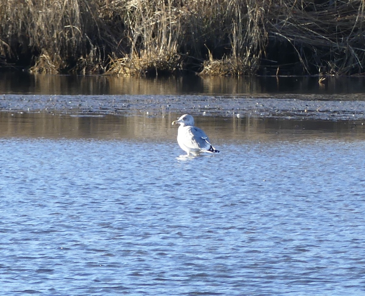 American Herring Gull - ML628184477