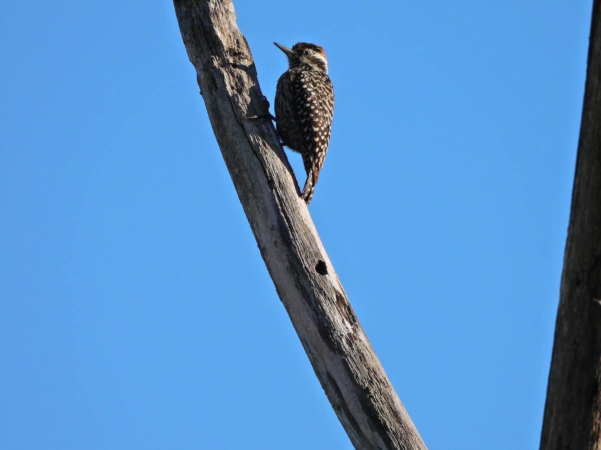 Checkered Woodpecker - ML628184488