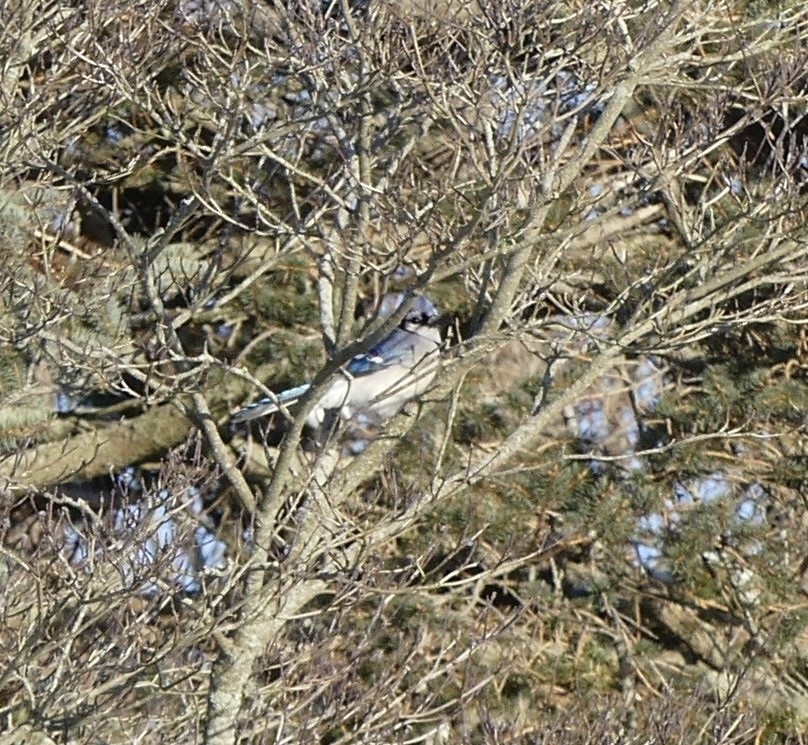 Blue Jay - ML628184499