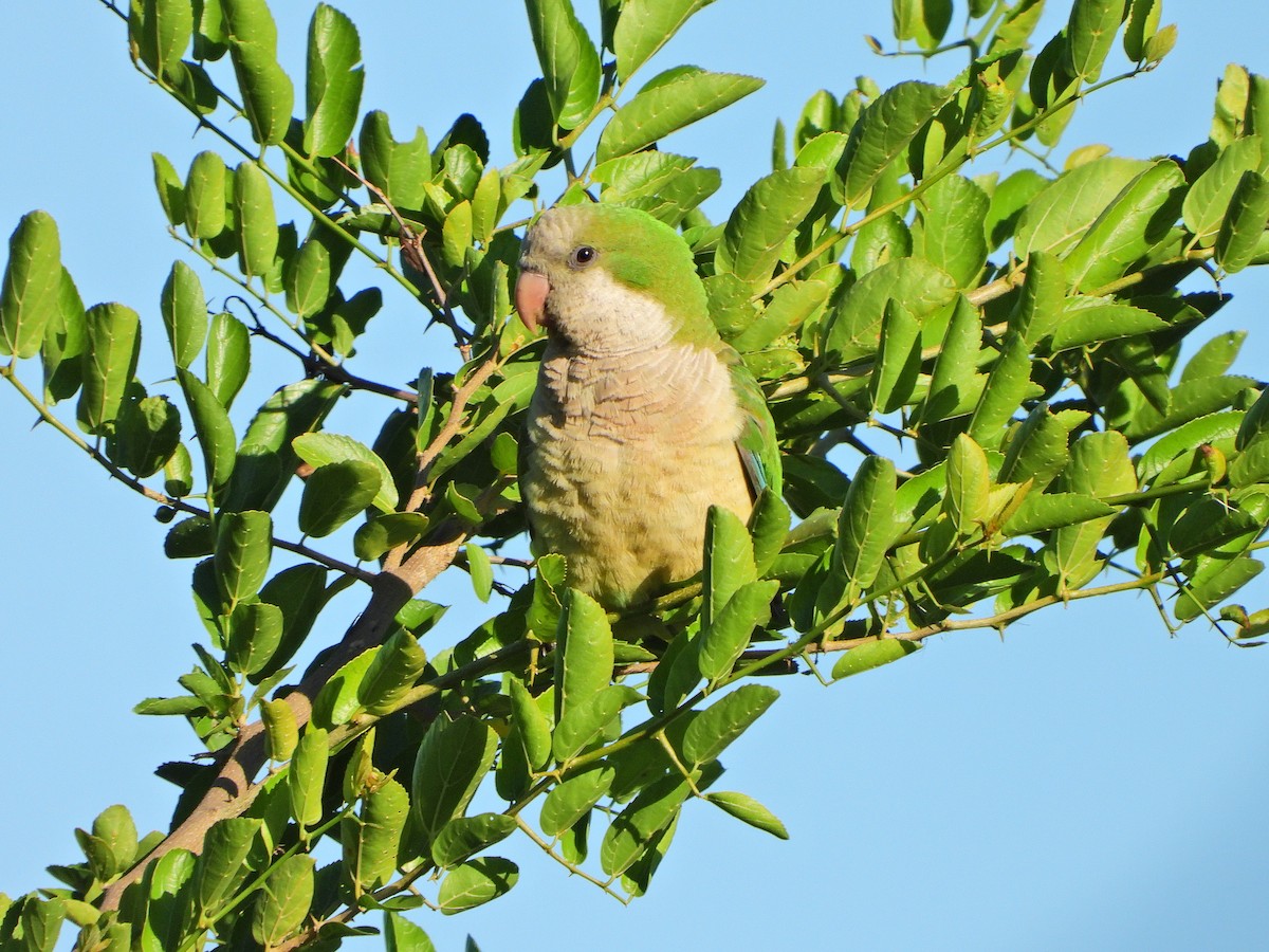 Monk Parakeet - ML628184570