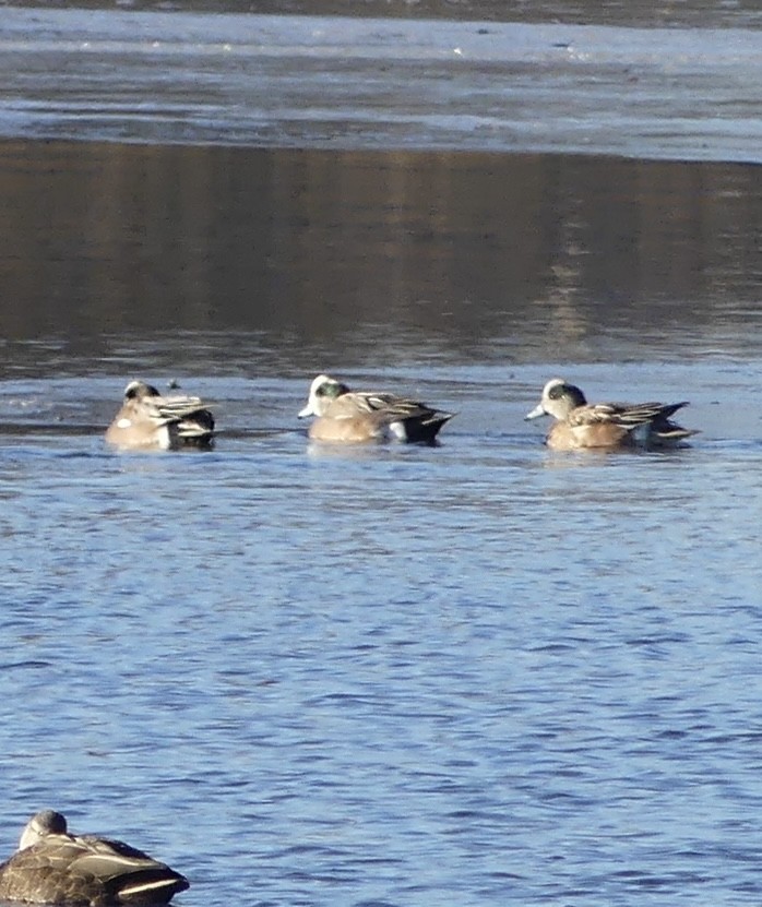 American Wigeon - ML628184676