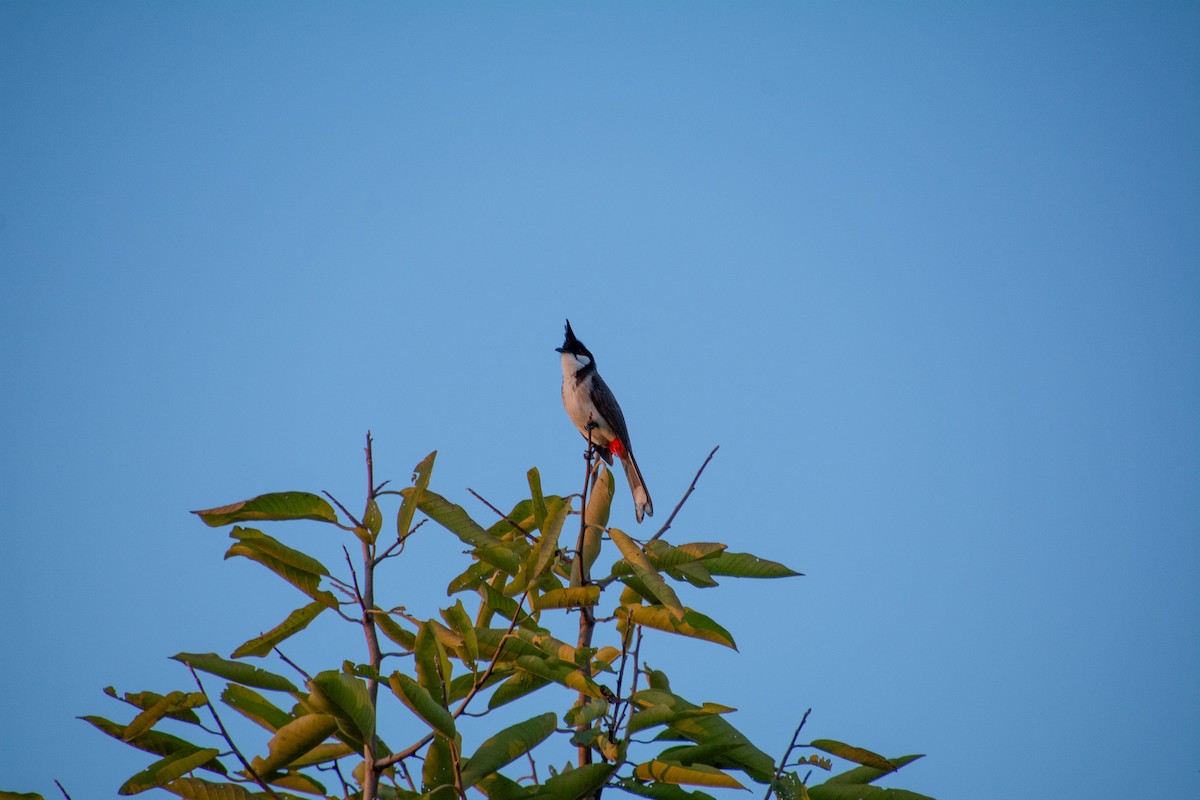 Red-whiskered Bulbul - ML628184785