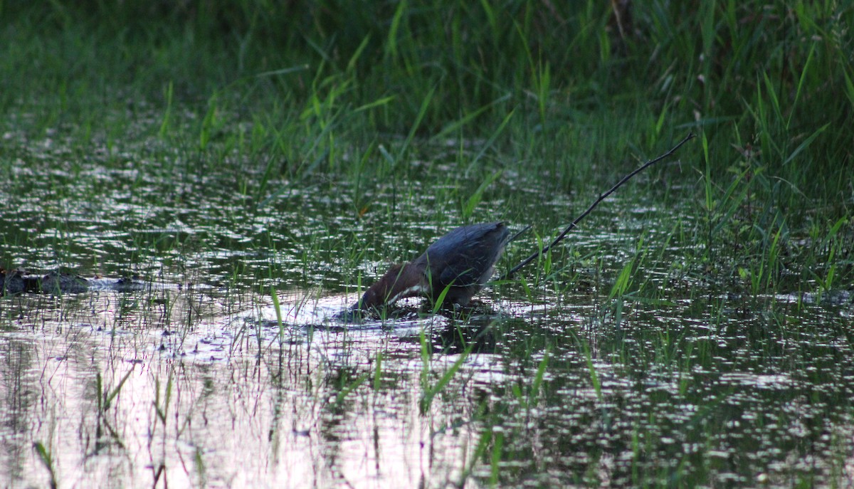 Green Heron - ML628184982