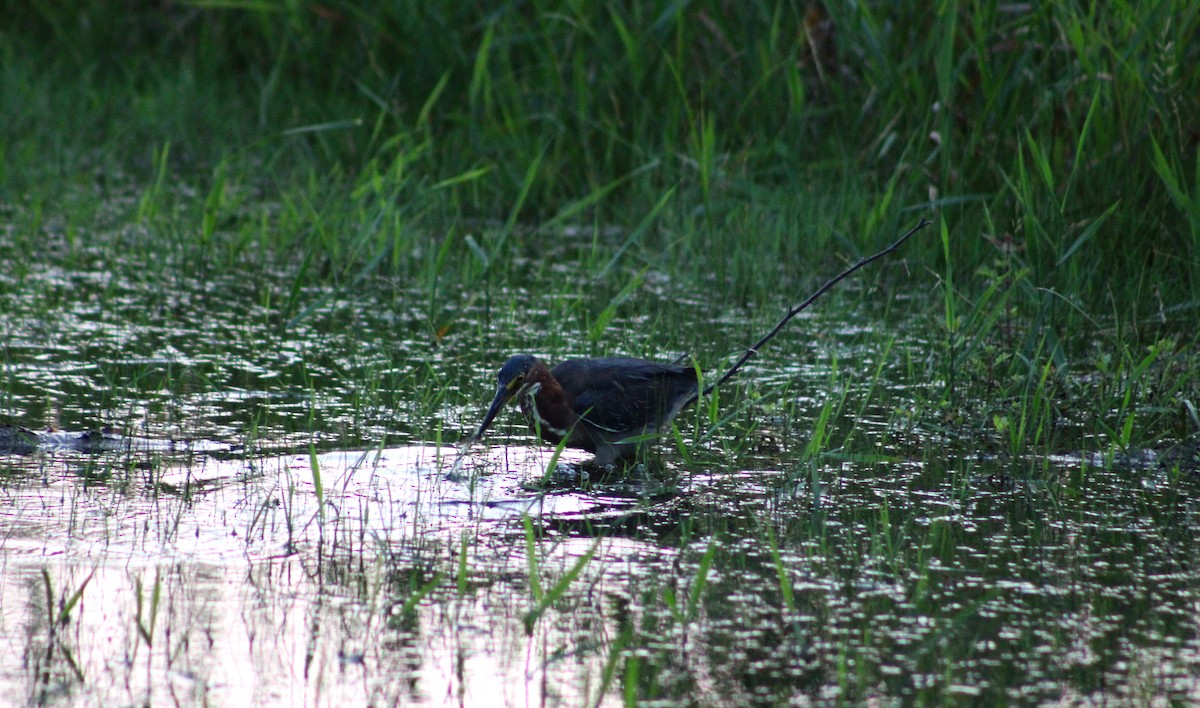 Green Heron - ML628184987